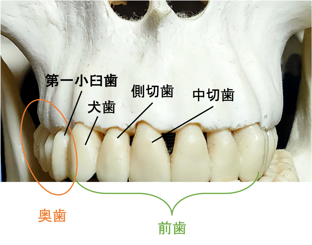 笑ったときに見える歯